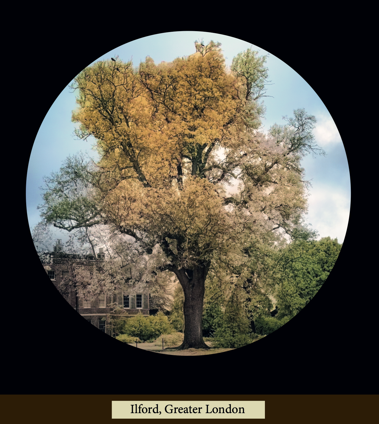 Andrew Brown Billboard Commission Ilford Roots And Branches SPACE